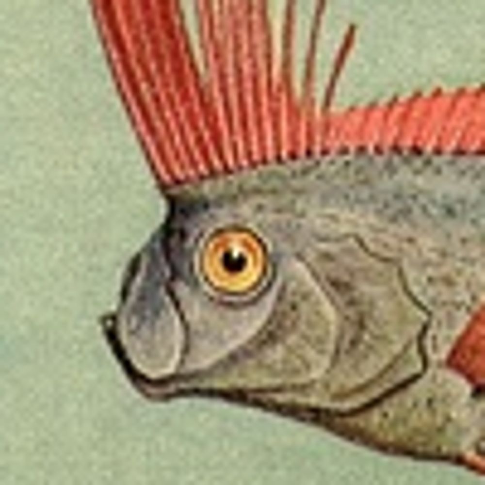 Fish