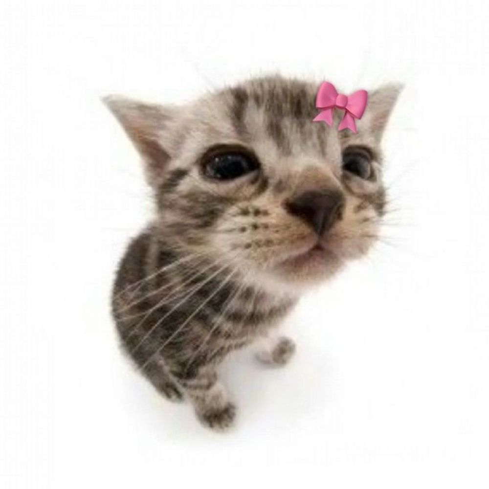 Amora 🎀