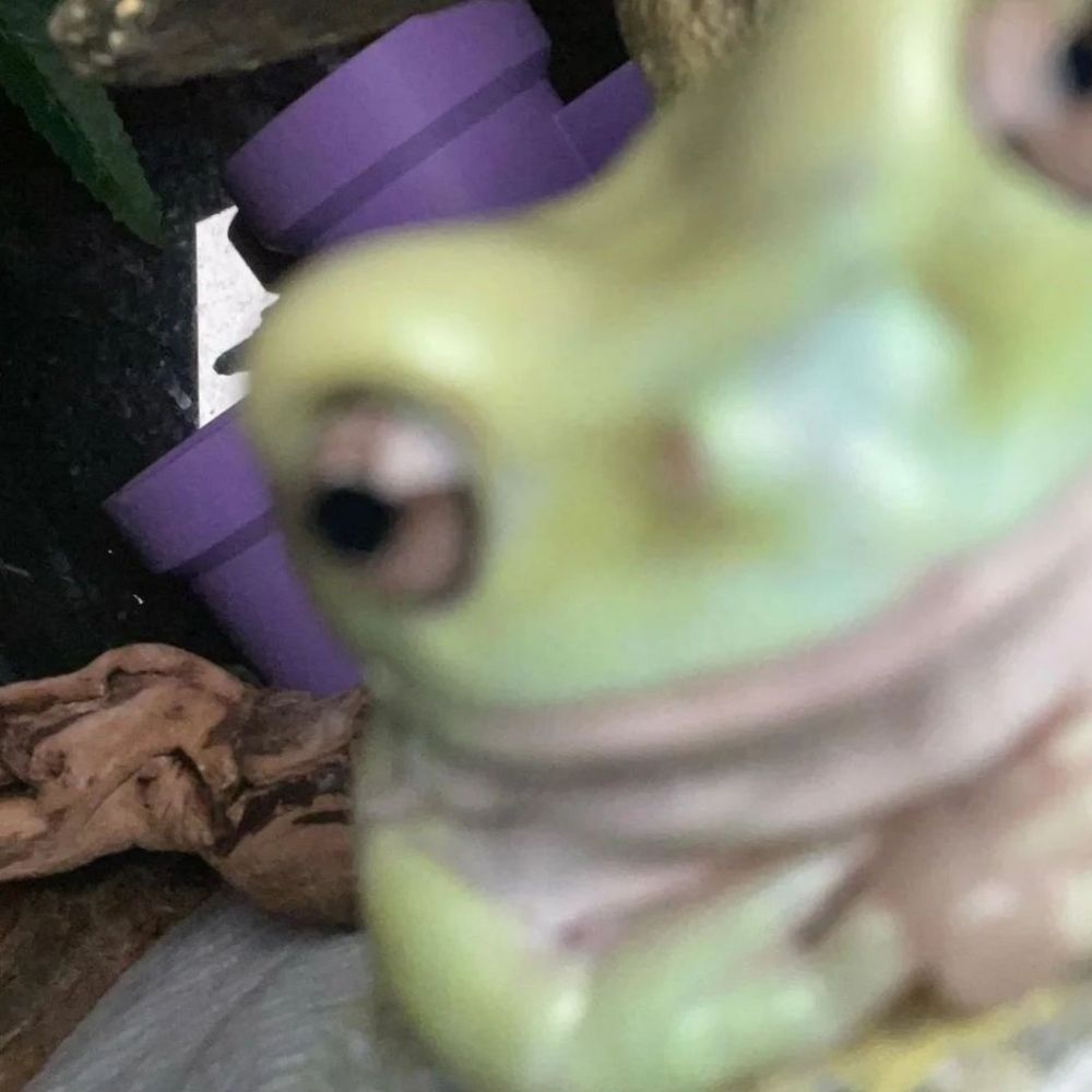 蛙🐸