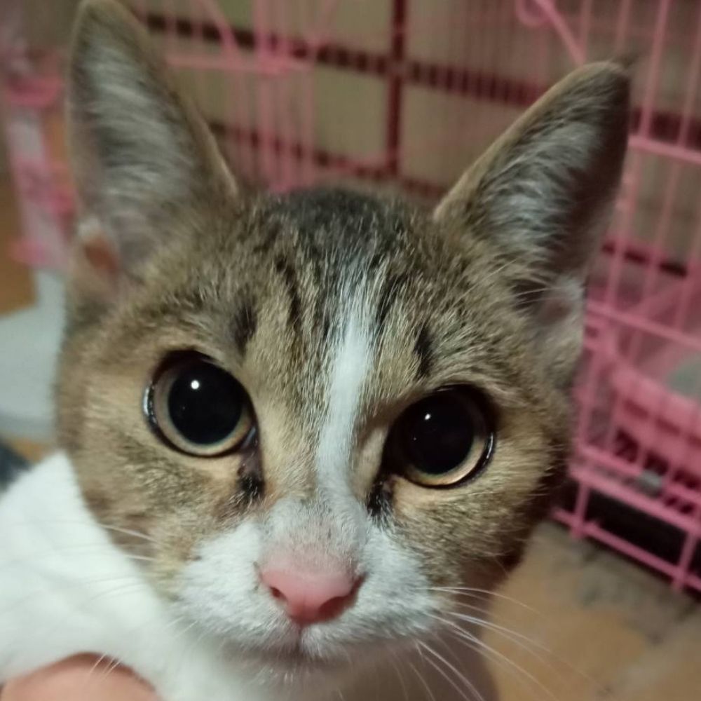 ちびねこ