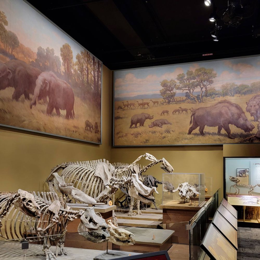 Morphology & Ecology Across Time Lab