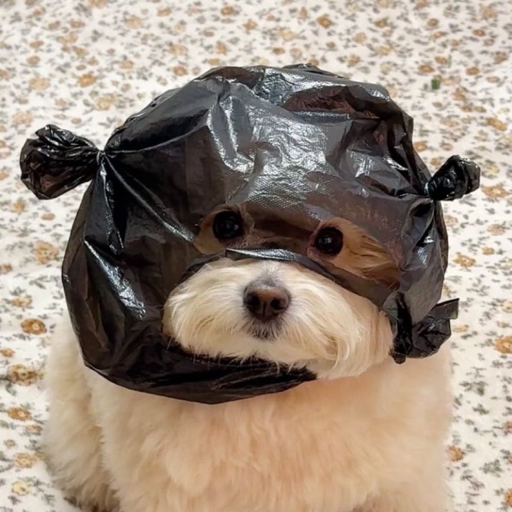 sop
