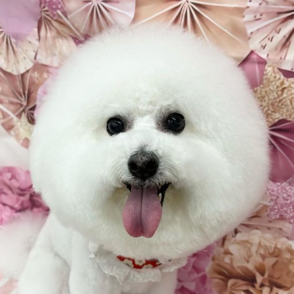 ちーちゃん🐶🐰🦎🐹🐸🐍🐠🦞