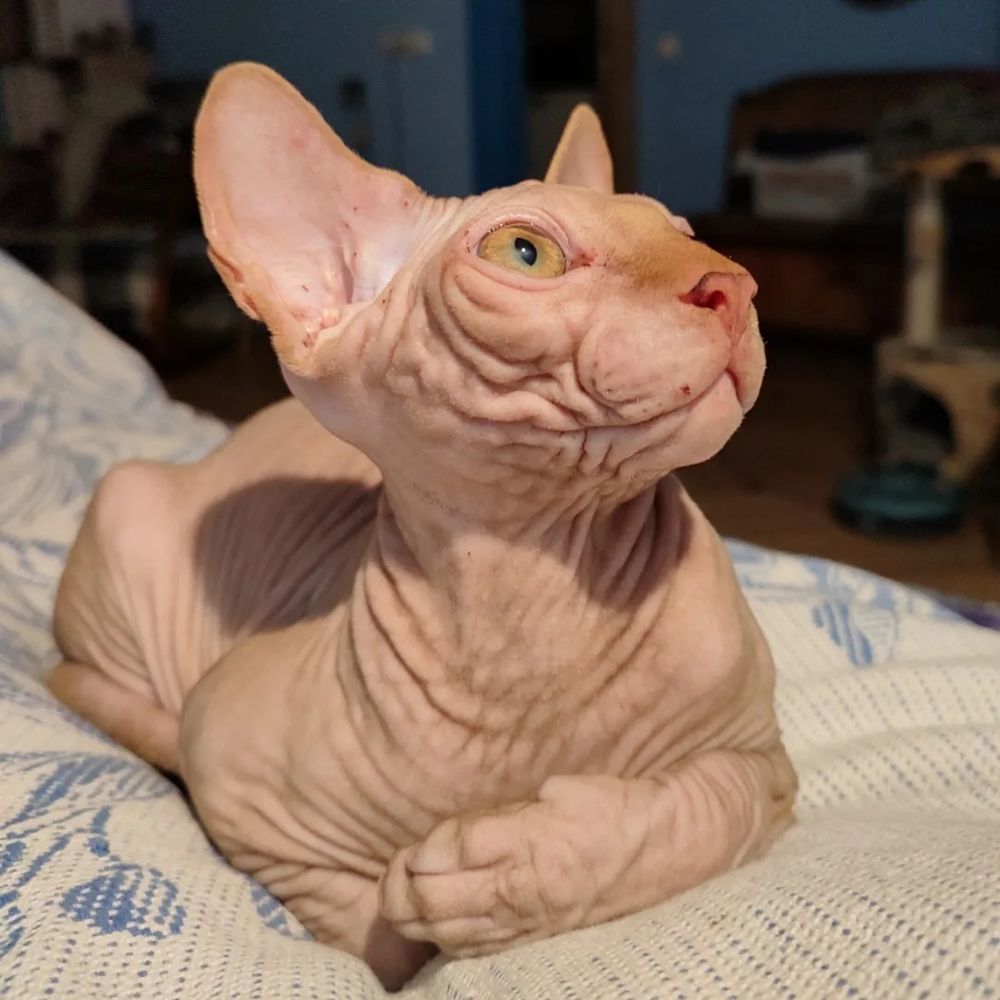 Afarran 
