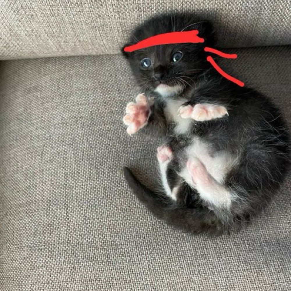 Jan-Luuk en kater Rambo