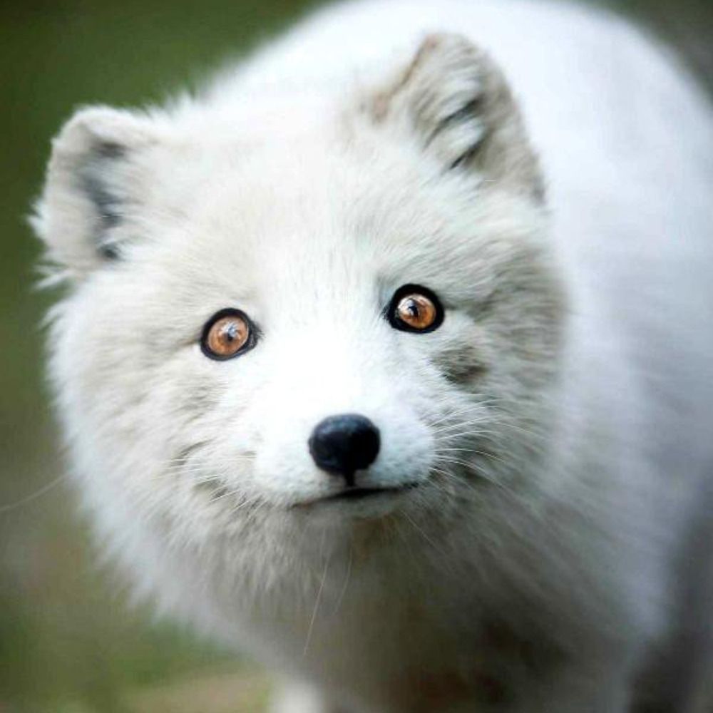 Snow Fox