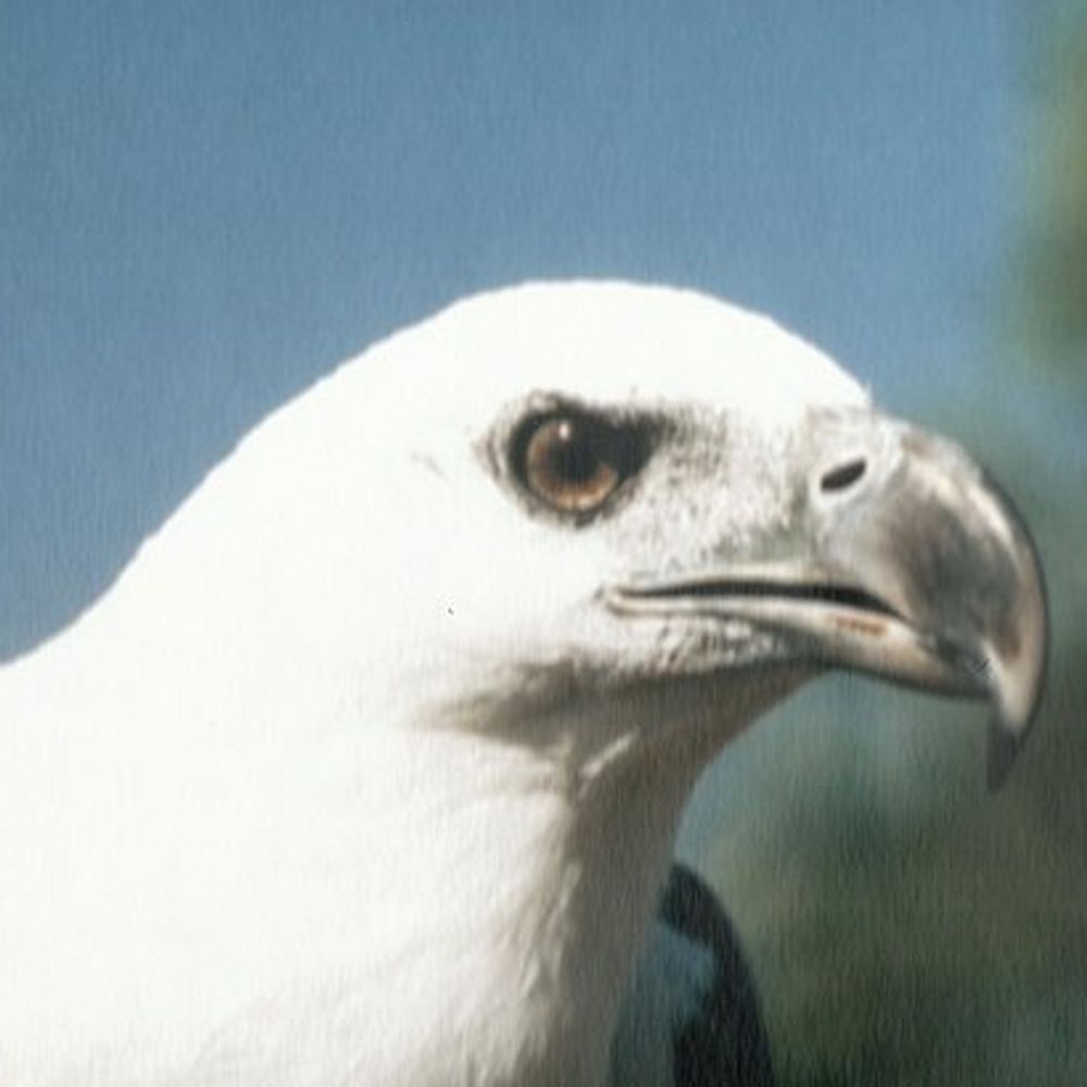 SeaEagle's avatar