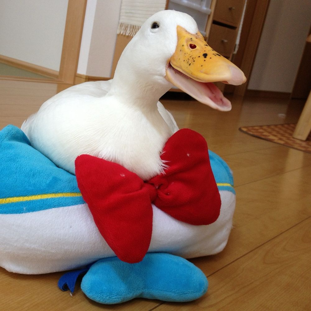 あひるすきー