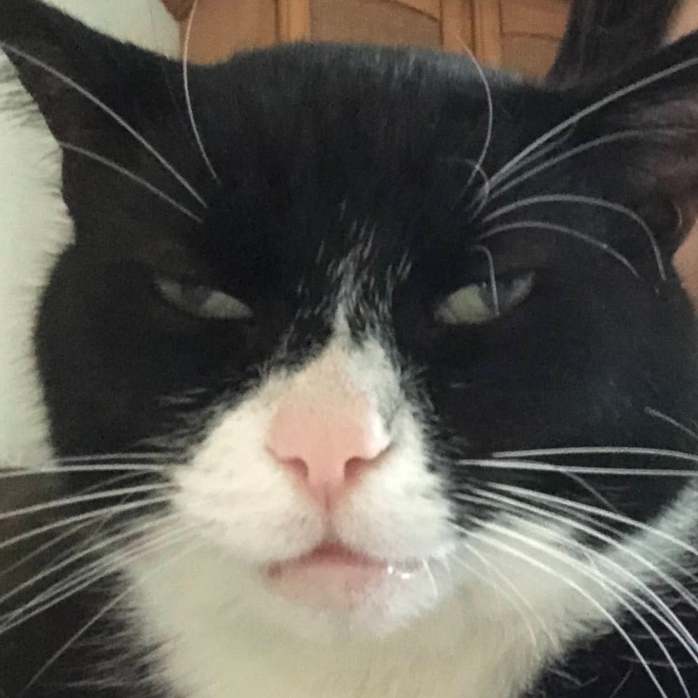The Boy'o Cat