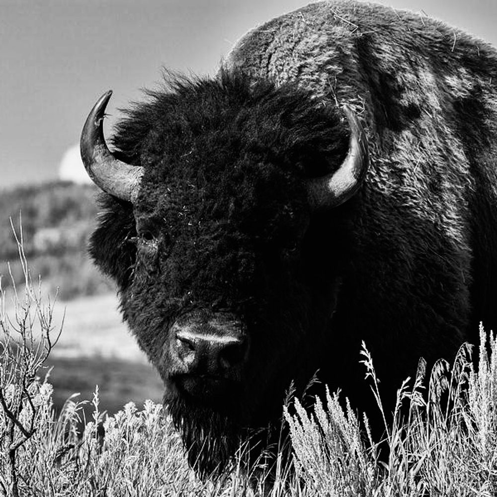 bullbradley.bsky.social profile picture