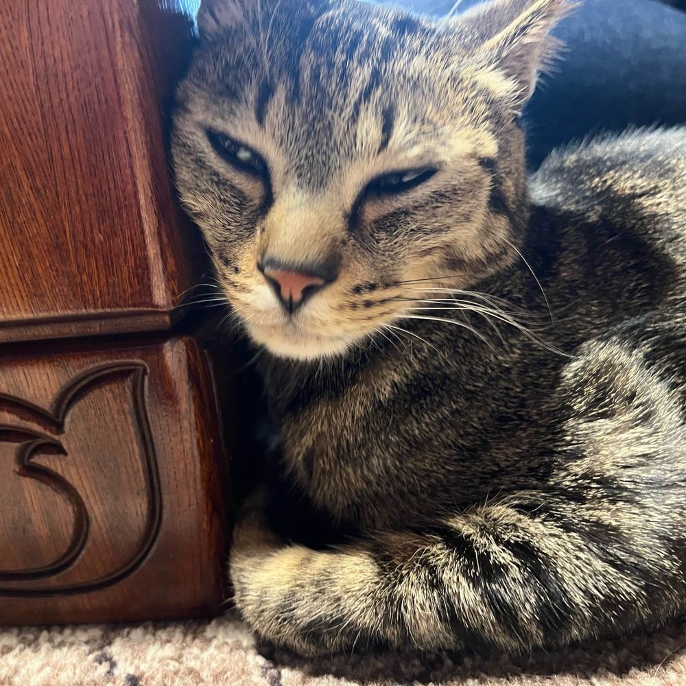 猫と家。