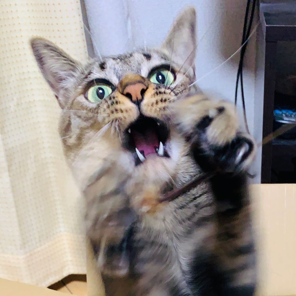 しまねこ