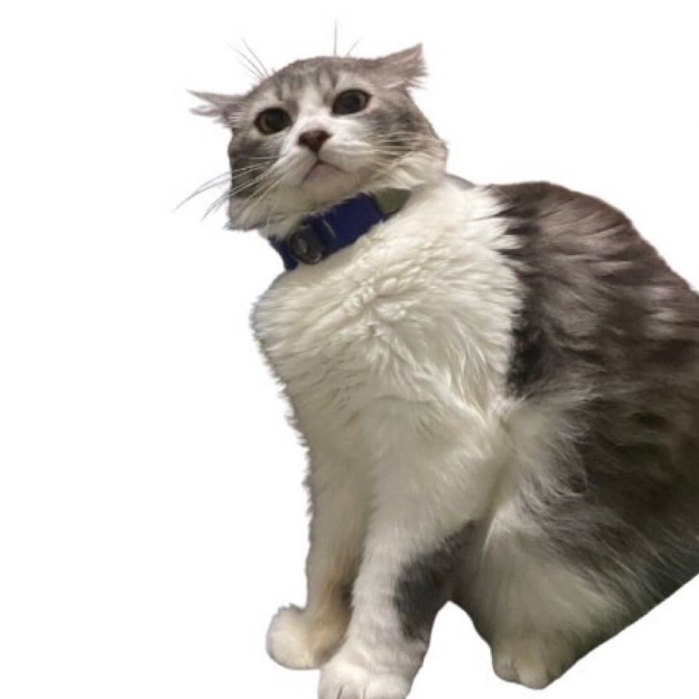 ＭＯ