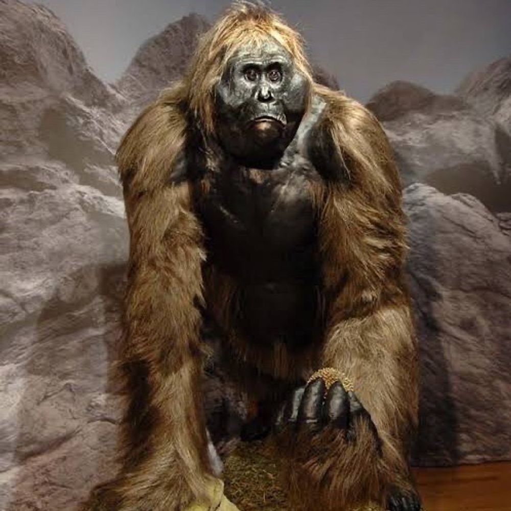 Gigantopithecus 's avatar