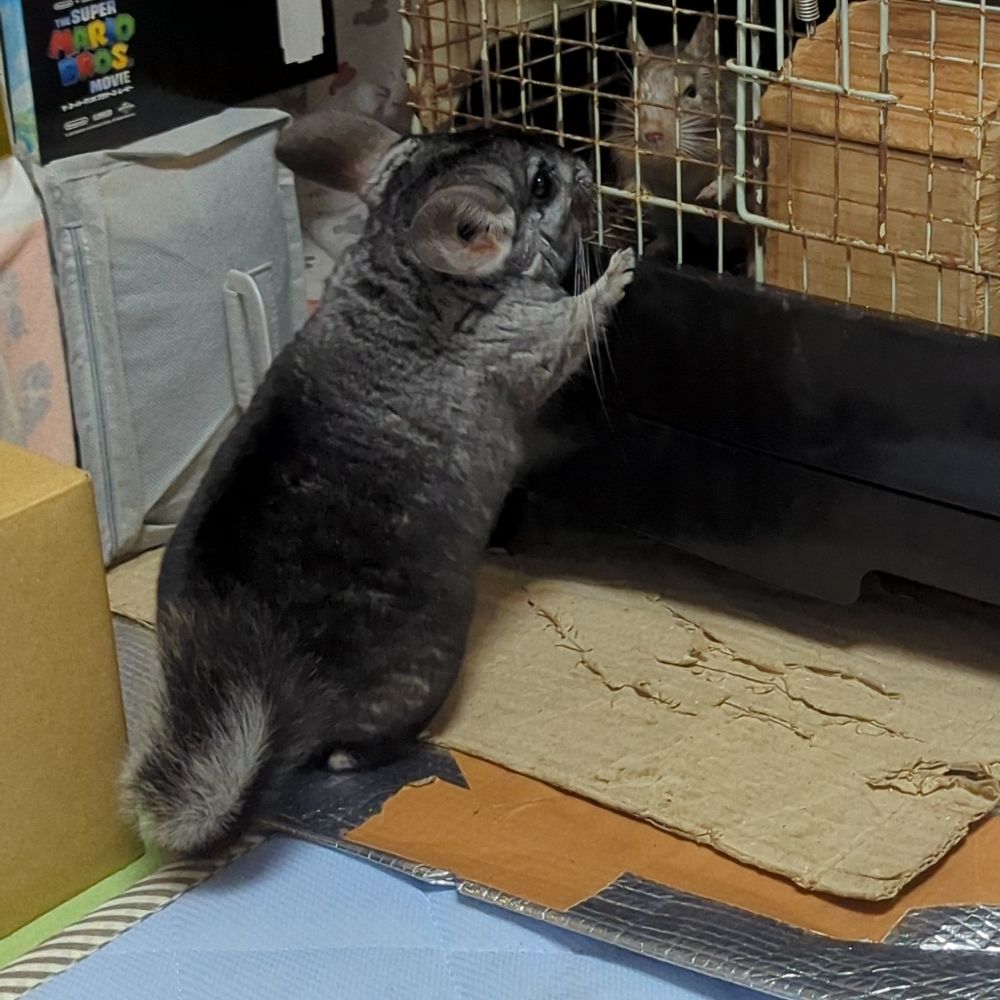 のぞみ