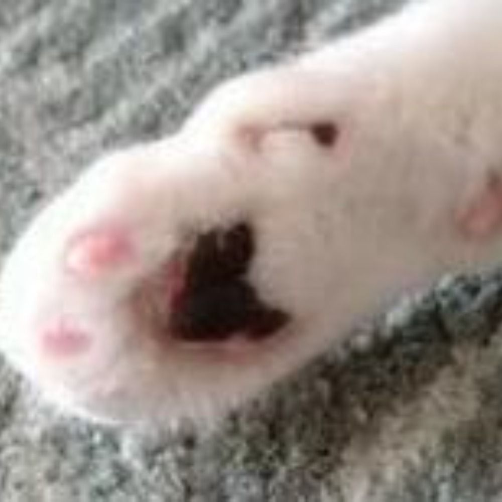青い