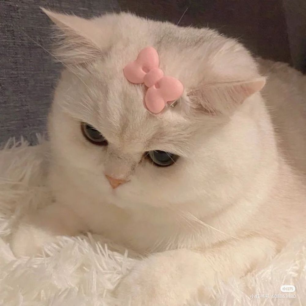 dindindump