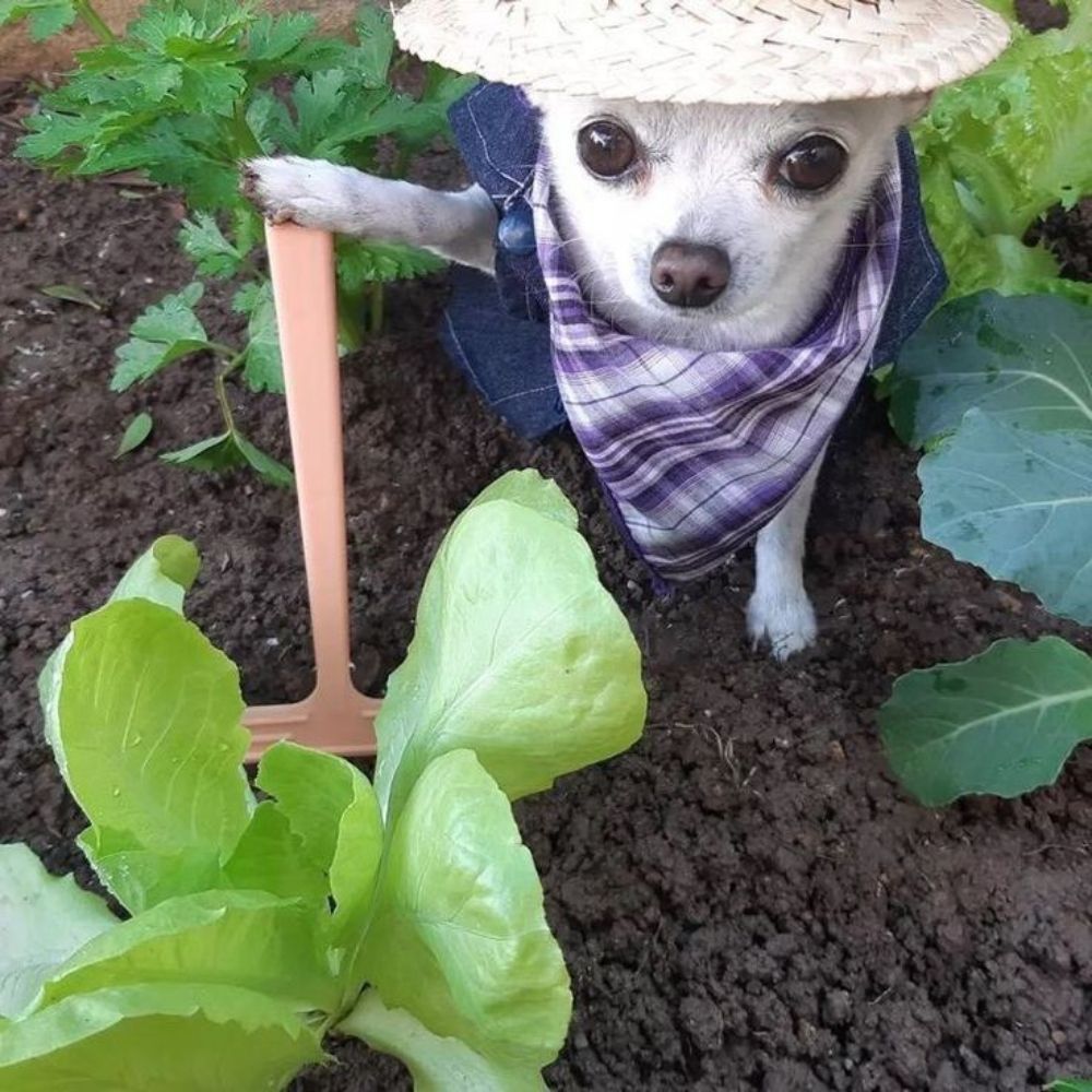 paloma