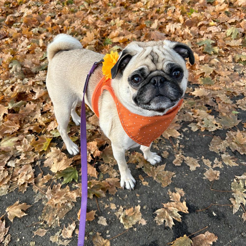 Petunia Mae Pug