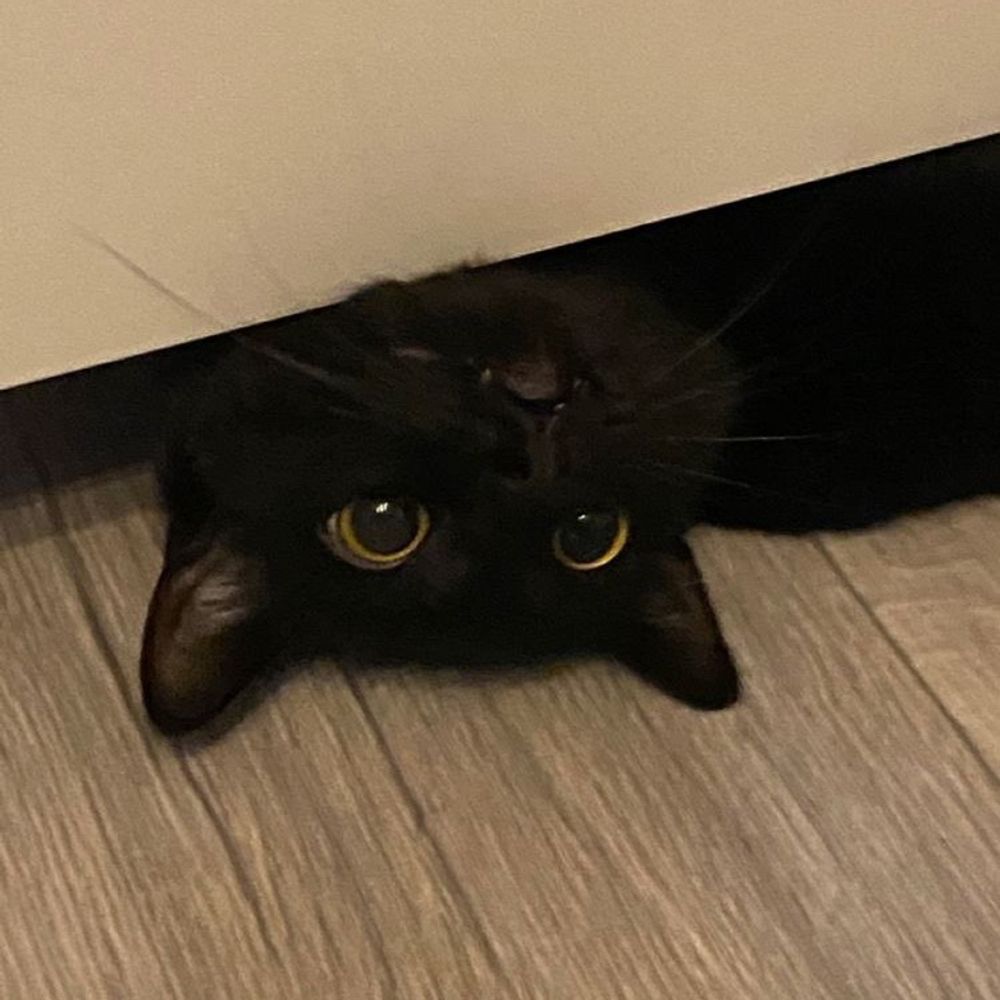 이리
