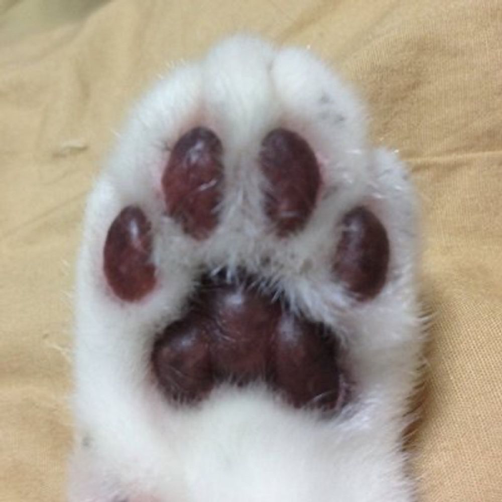 星猫堂