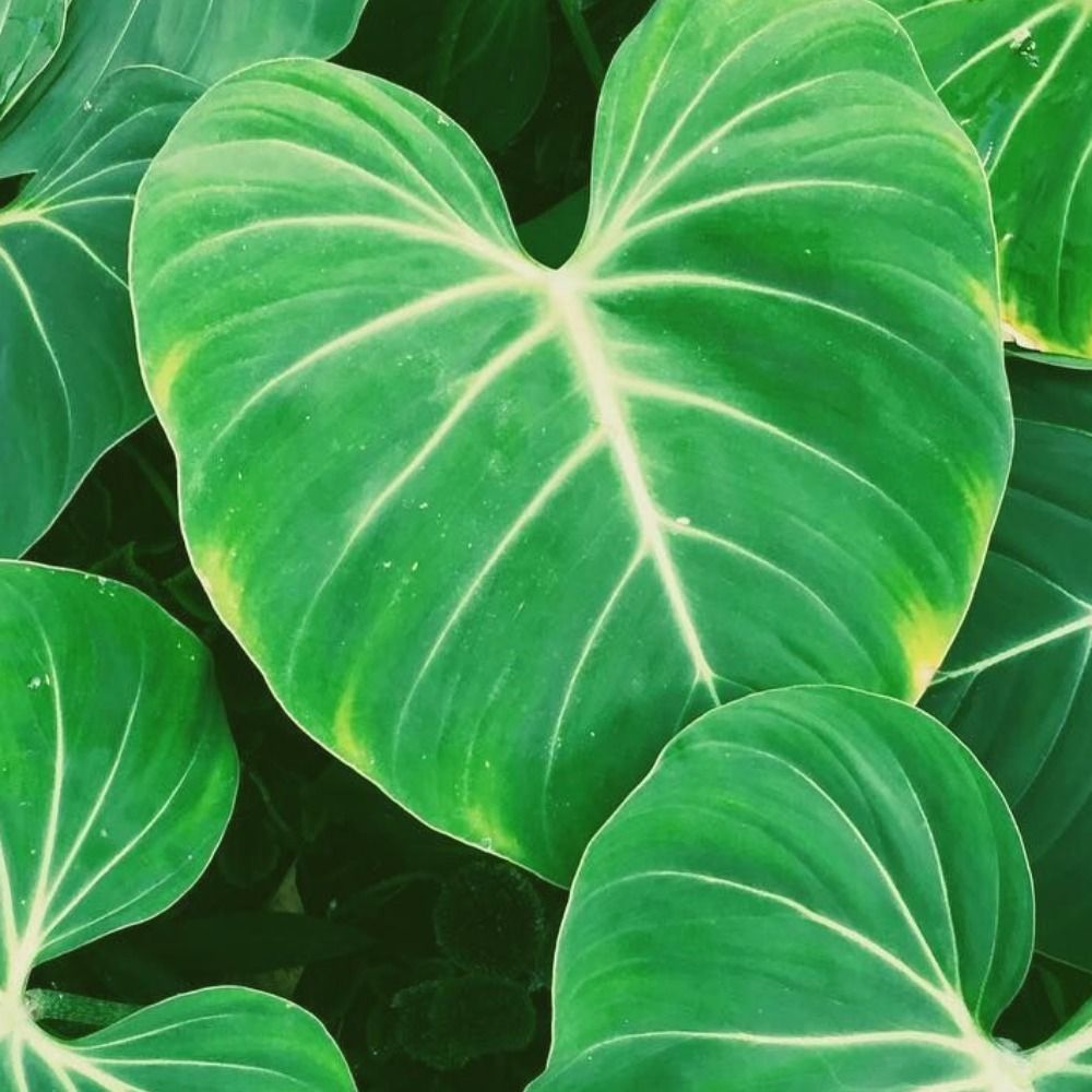 Fern
