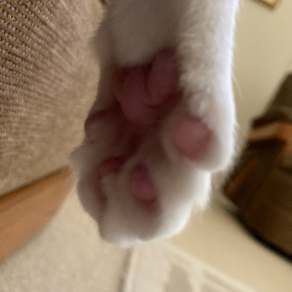 Luxor’s toebeans🦋