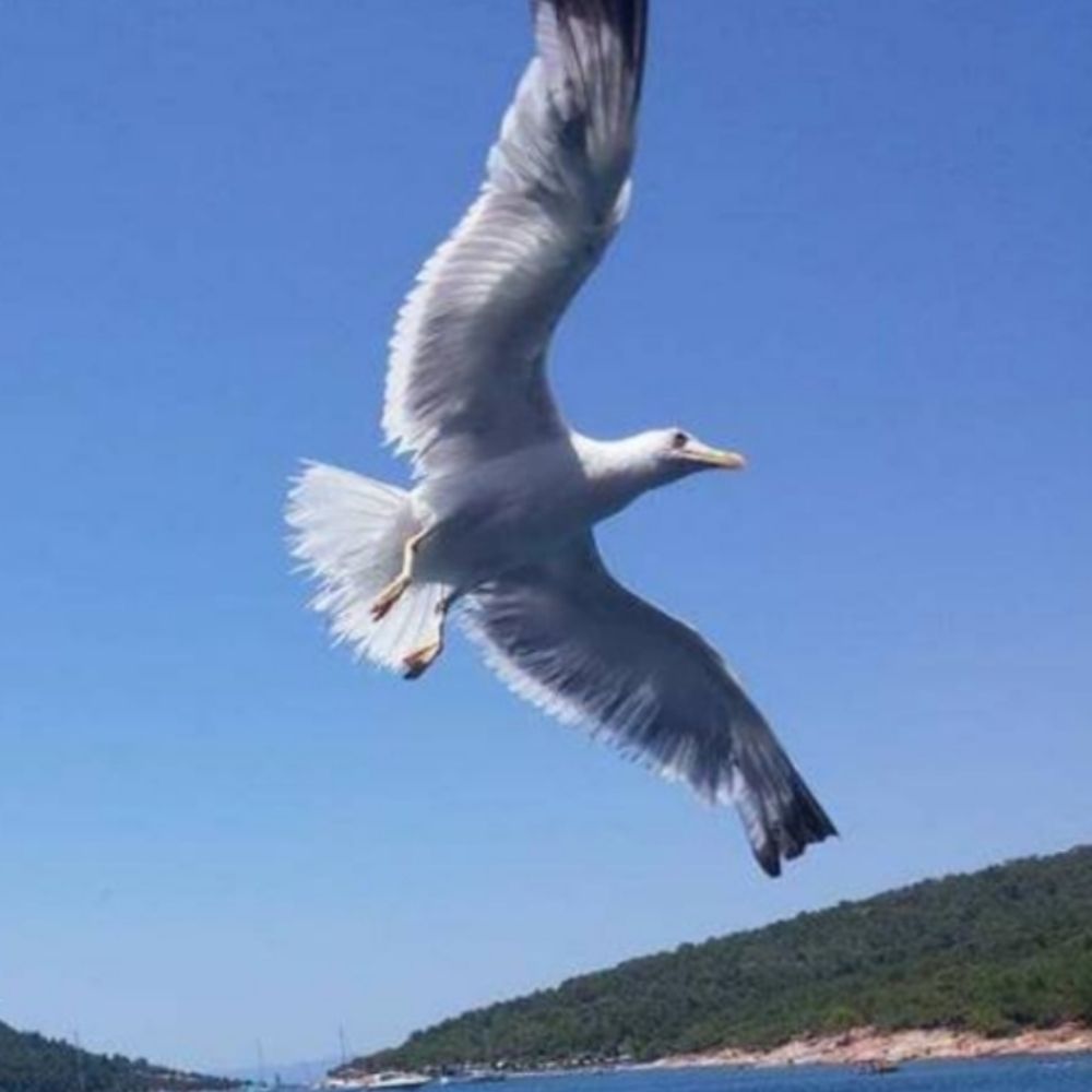 Eylül