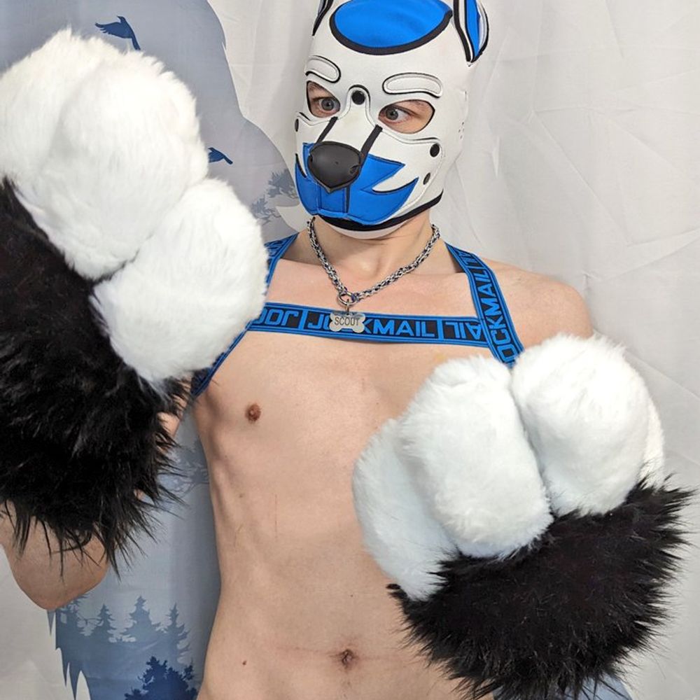 Pup Scout :3 🔜 FWA