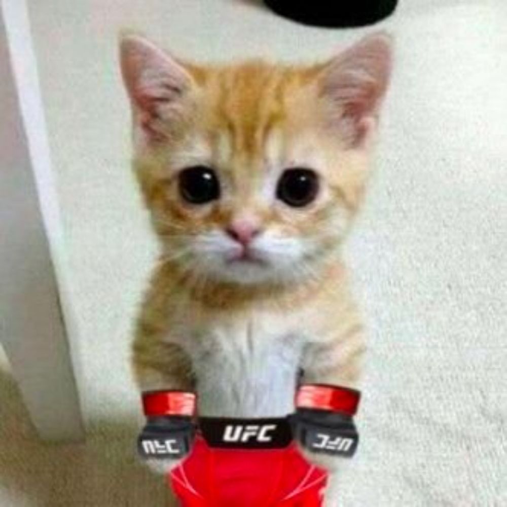 MMA Hater