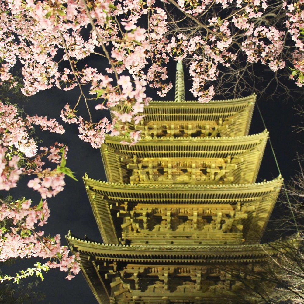 kt_lv_mint　京都と関西の花と風景🌸🌿🌻🍁❄️'s avatar