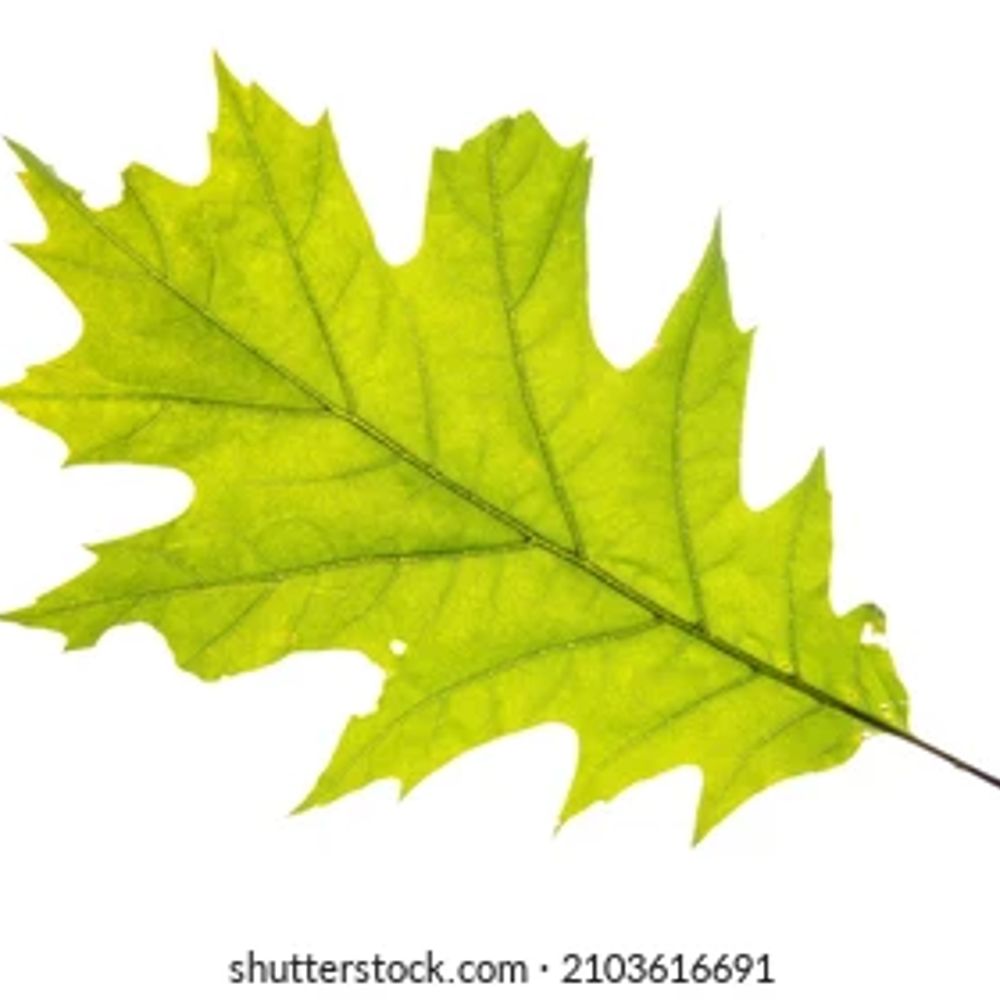 Leafy