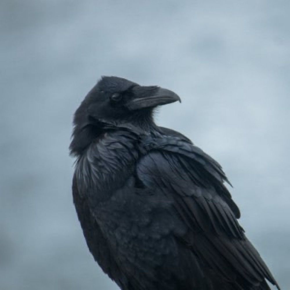 Corvus