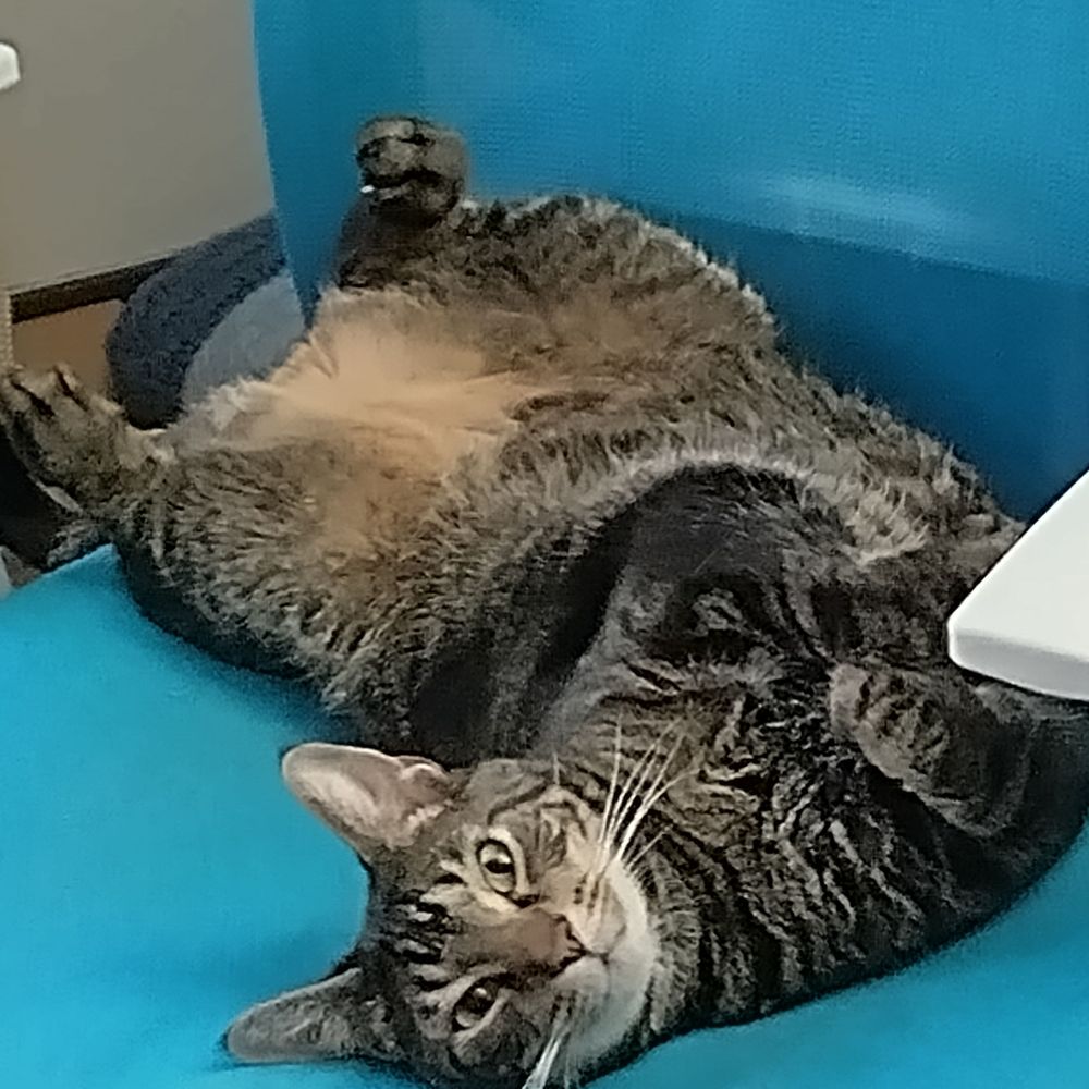The Church of the Feline Overlord