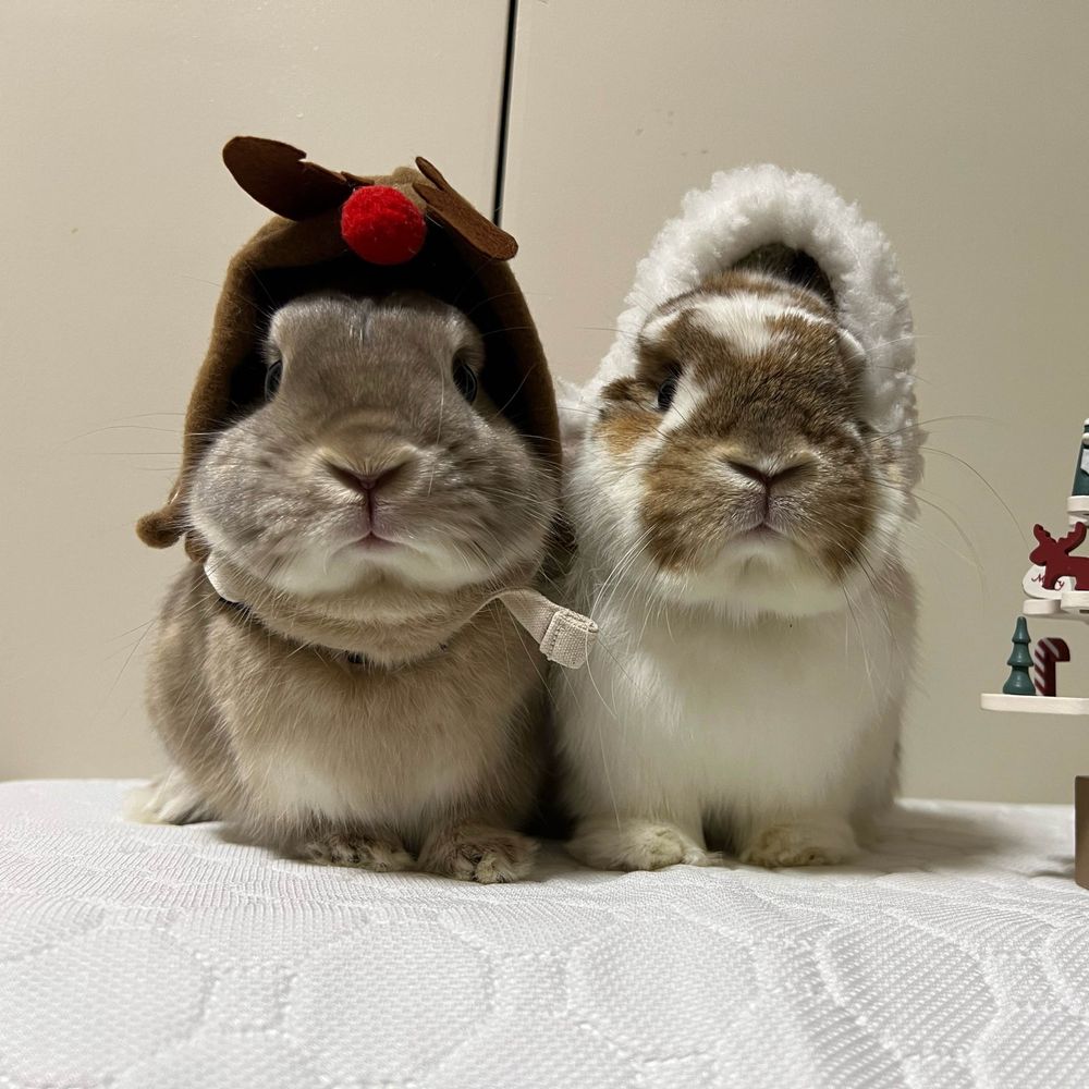 だいずとにまめ