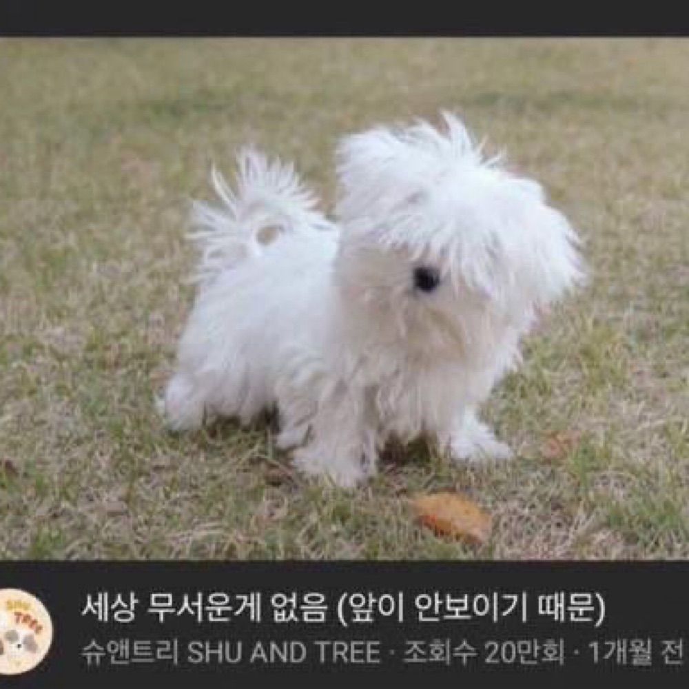 냐옹이