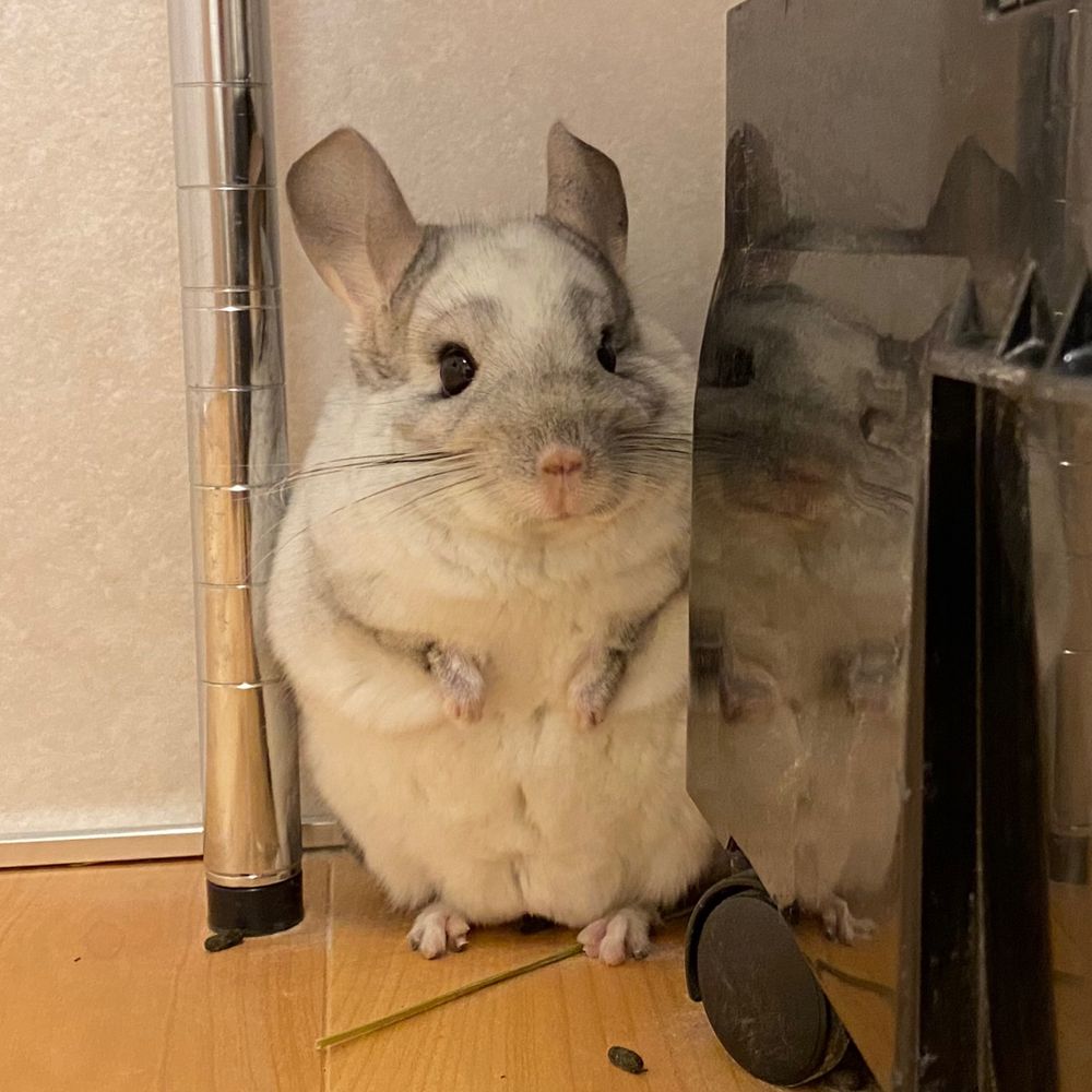 シキ