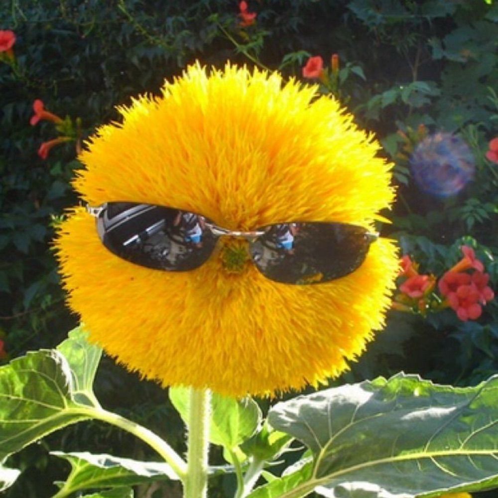 플바 🌻