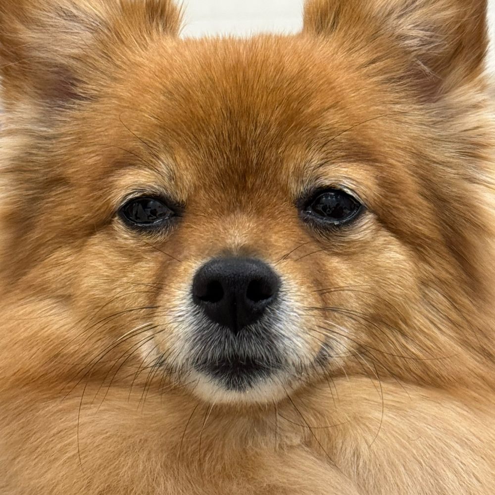 반시