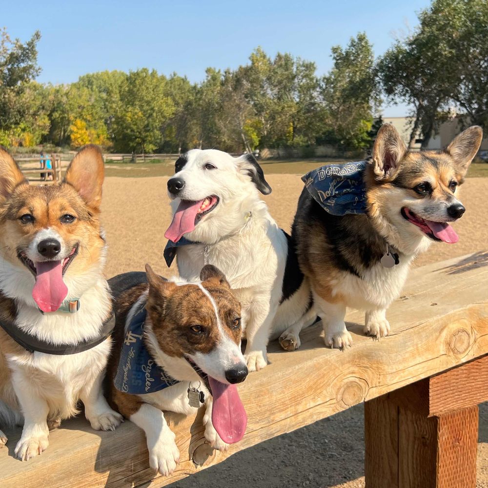 Corgi Mama