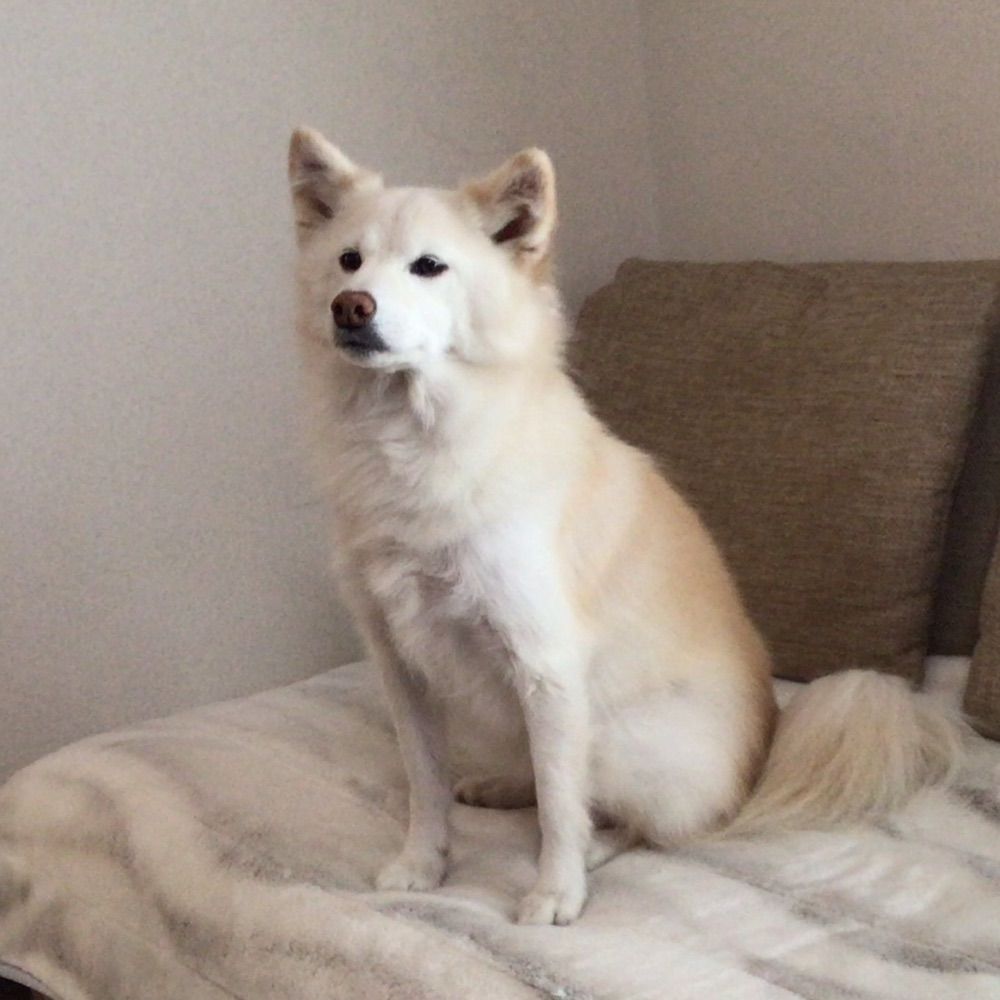 あいこ