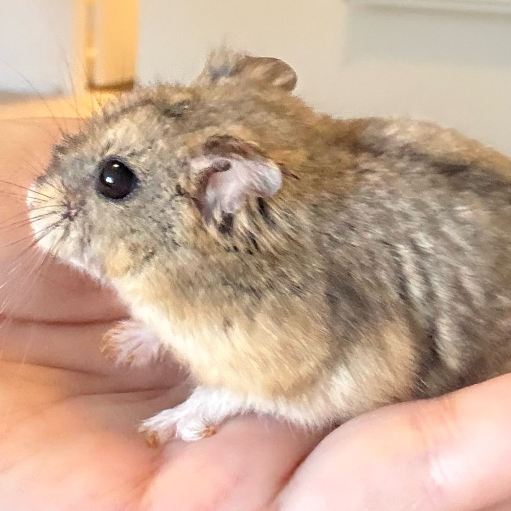 Hamster Sky