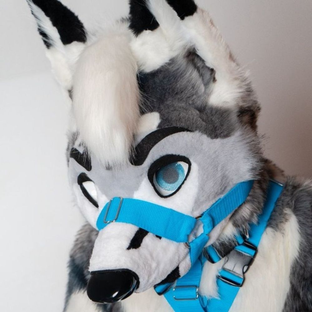 Kyro Collie/ Charter Folf