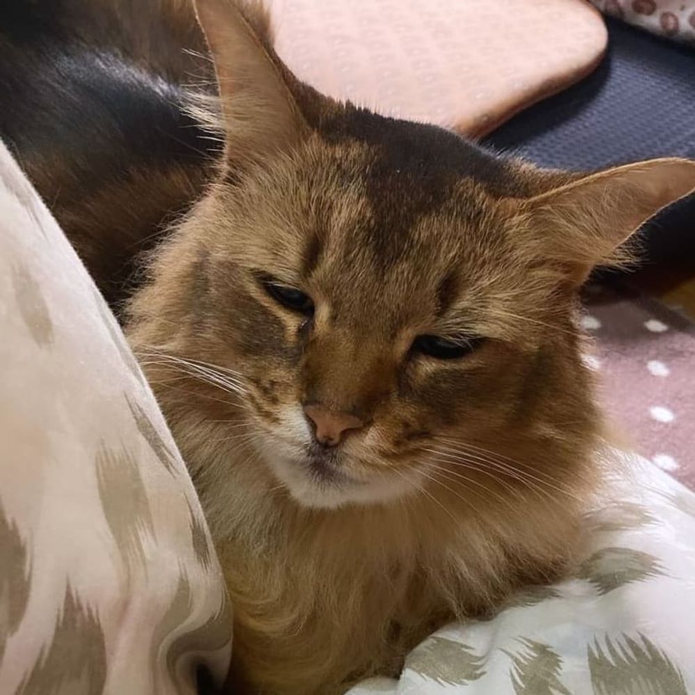 猫🐈‍⬛🐈