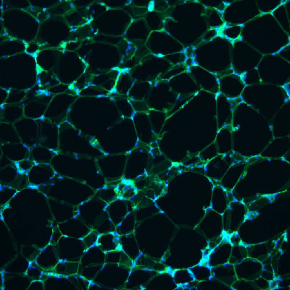 Theurich Lab - CIM Research Group