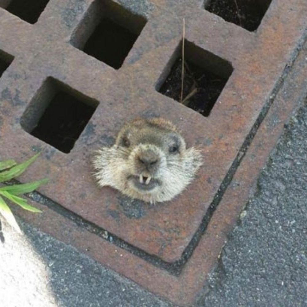 Marmota no jardim