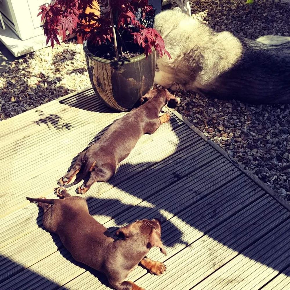 Gaildaschunds