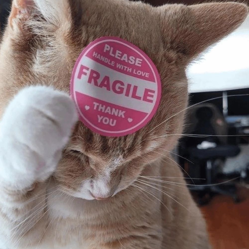 😺💖🐾🔞