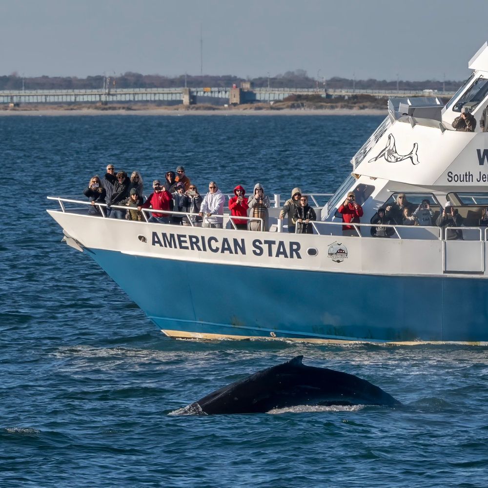 Cape May Whale Watch & Research Center