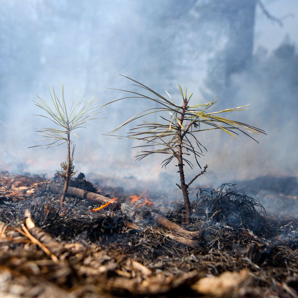 Ecological Restoration Institute